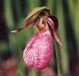 3 Hardy Pink Ladyslipper Orchids Potted - Cypripedium