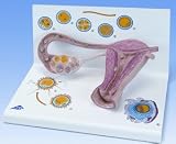 Stages of Fertilisation and the Development of the Embryo Model, 2-times magnified