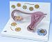 Stages of Fertilisation and the Development of the Embryo Model, 2-times magnified
