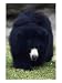 Sloth Bear, Melursus Ursinus Animals Photographic Poster Print by Mark Newman, 12x16