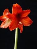 Amaryllis FIRECRACKER ®