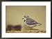 Piping Plover Framed Photographic Poster Print by Adam Jones, 29x21