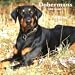 Dobermans 2009 Calendar, 12x12