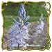 Wild Hyacinth (Camassia scilloides) Jumbo Wildflower Seed Packet (25)