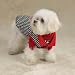 XXS East Side Collection Puppy Love Reversible Vest