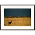 A male African lion looks out over his territory Subject Framed Art Poster Print by Beverly Joubert, 29x21