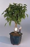 Golf Ball Ficus Shorty Bonsai Tree.With Miniature Golfer Figurine.(ficus benjamina)