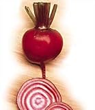 Chioggia Beet - 400 Seeds - HEIRLOOM - GARDEN FRESH PACK!