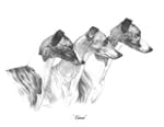 Whippets 8 x 10 Print