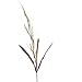 Factory Direct Craft Group of 12 Yellow Artificial Willow Tree Stems for Arranging, Crafting and Decorating
