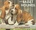 Just Basset Hounds Daily Calendar (Just)