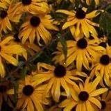 Showy Black-eyed Susan (Rudbeckia fulgida var speciosa) - Jumbo Wildflower Seed Packet