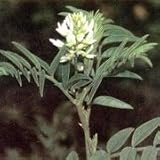 Wild Licorice (Glycyrrhiza lepidota) - Jumbo Wildflower Seed Packet