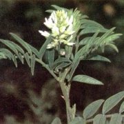 Wild Licorice (Glycyrrhiza lepidota) - Jumbo Wildflower Seed Packet