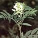 Wild Licorice (Glycyrrhiza lepidota) - Jumbo Wildflower Seed Packet