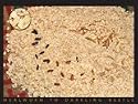 Mealworm Lifecycle Poster