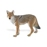 Wild Safari Coyote