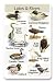 Identiflyer Songcard - Birds of Lakes & Rivers