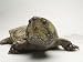 Big-Headed Turtle from Asia at the Sedgwick County Zoo, Kansas Photographic Poster Print by Joel Sartore, 24x18