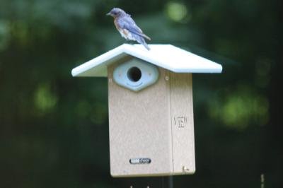 Recycled Ultimate Bluebird House w/Viewing Win
