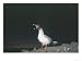 Swallow Tailed Gull, Showing Huge Night Adapted Eyes, Galapagos Photographic Poster Print by Mark Jones, 16x12