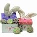 Wooden Box Easter Oreos