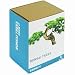 Gift Republic: Grow It. Grow Your Own Bonsai Trees