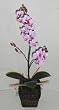 Silk Phaleonopsis Orchid in Safari Wooden Container