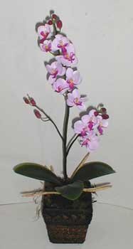 Silk Phaleonopsis Orchid in Safari Wooden Container