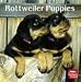 rottweiler3 - Rottweiler Puppies 2010 Wall Calendar