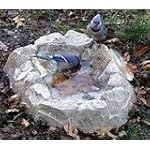 Birds Choice