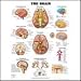 Search : Anatomy of the Brain Chart 20 w x 26 h