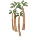 Jolees By You, Coconut Palm