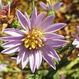Smooth Blue Aster (Aster laevis) - Jumbo Wildflower Seed Packet