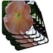 Macros Angel Trumpet An Orange Flower - Set Of 4 Coasters - Soft