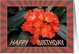 Red Flower - Birthday - Single Red Flower - Exotic Plant Card