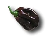 Habanero Chocolate Capsicum chinense Chilisamen