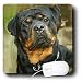 image 12 - Dogs Rottweiler Rottweiler Portrait Mouse Pads