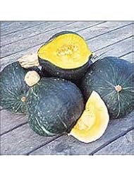 Lawn & Patio: Seed Savers Exchange 0241 Organic Open-pollinated Squash Seed, Anna Swartz Hubbard, 25 Seed Packet (Discontinued by Manufacturer) - Seed Savers Exchange