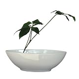 �s���ԁE�ԕr�tF-style vase Pachira glabra�i�p�L�� �O���u���j