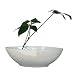 �s���ԁE�ԕr�tF-style vase Pachira glabra�i�p�L�� �O���u���j