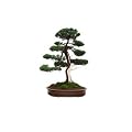 Juniperus chinensis (Chinese Juniper) seeds