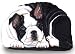 boston terrier - Boston Terrier - Pupper Weights