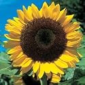 SUNFLOWER - GIANT Yellow 3 metre plus - 40 seeds