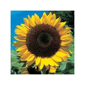SUNFLOWER - GIANT Yellow 3 metre plus - 40 seeds