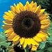 SUNFLOWER - GIANT Yellow 3 metre plus - 40 seeds