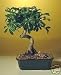 M&M BONSAI COILED UMBRELLA BONSAI TREE
