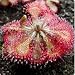 28 Potted Drosera Spathulata in 65mm pots with humidity dome