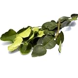 16 Oz 1lb Thai Fresh Kaffir Lime Leaves grown Organically Natural with No Pesticides by 