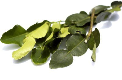 8 Oz. (1 2 Lb). Thai Fresh Kaffir Lime Leaves-grown Organically, Natural with No... by Fresh Galangal